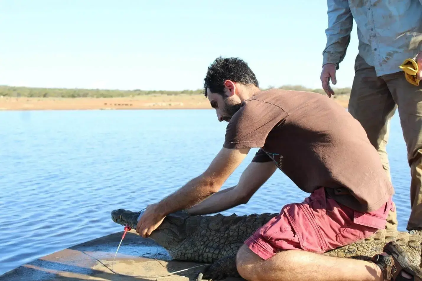 South Africa, wildlife study on pansteatitis in fish and crocodiles from the area