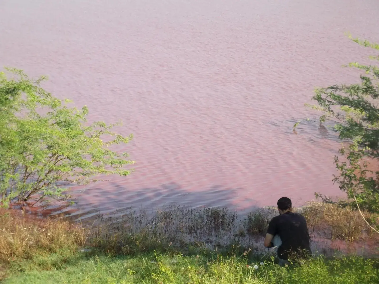 Ranipet, India, field collection from a polluted lake (that is not a sunset…)